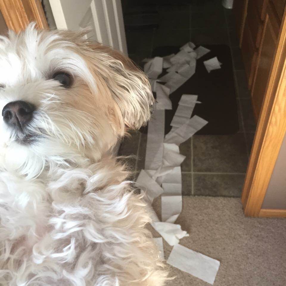 Mollie